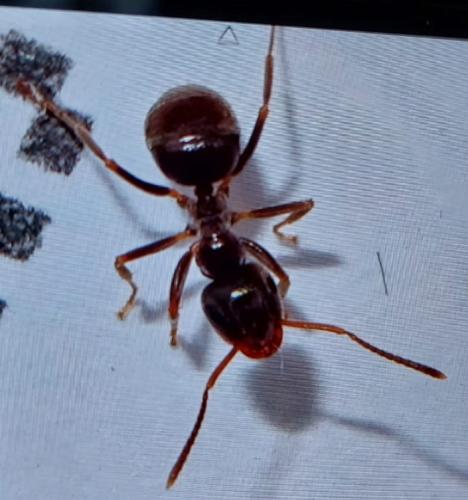 Réf. 322 631 : Lasius sp.